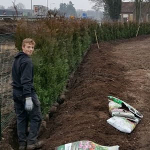 Coniferen laten planten