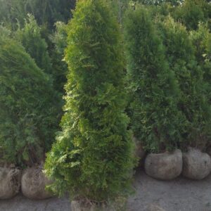 Smaragd maat 125-150 cm (2,5 coniferen per meter)