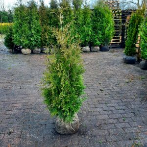 Thuja Brabant 120-140