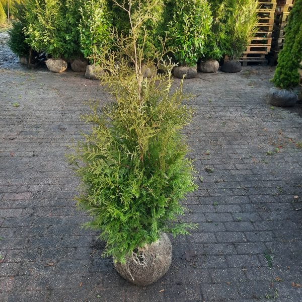 Thuja Brabant 100-125