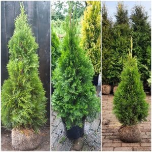 Smaragd maat 120-140 cm (3 coniferen per meter)
