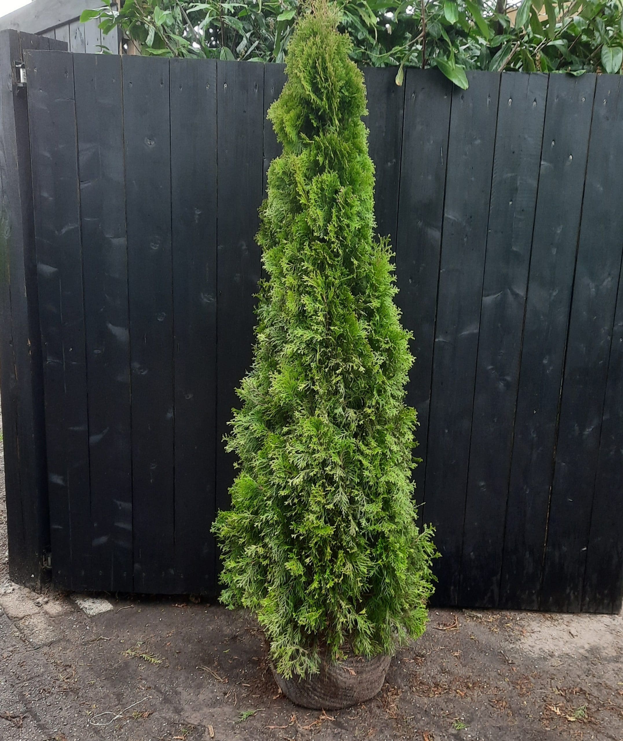 Thuja occidentalis 'Smaragd'maat 180200 cm