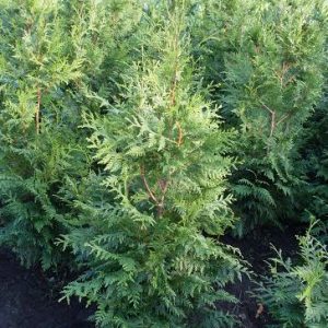 Thuja plicata Martin maat 100-125 cm (3 coniferen per meter)