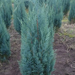 Columnaris maat 100-125 cm (3 coniferen per meter)