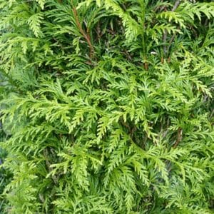 Thuja Brabant
