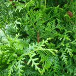 Thuja plicata Excelsa conifeer voor een dichte wintergroene haag