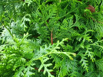 Thuja plicata Excelsa conifeer voor een dichte wintergroene haag