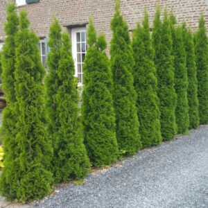 Thuja Smaragd