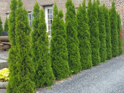 Thuja Smaragd