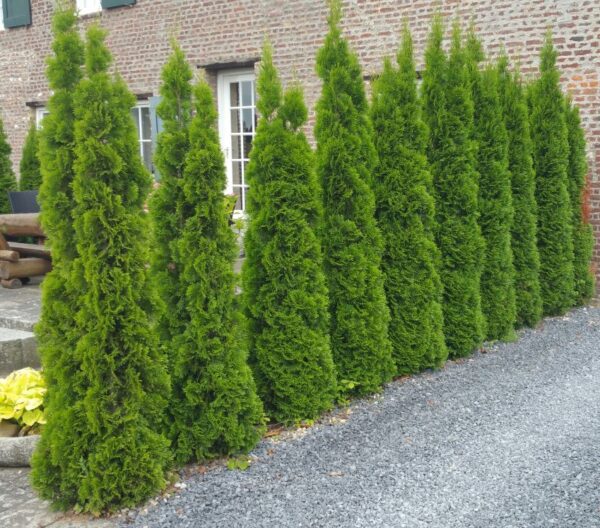 Thuja Smaragd