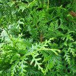 Plic Excelsa