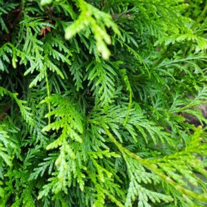 Thuja Brabant