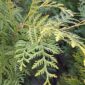 Thuja Brabant coniferenhaag in de volle grond op de kwekerij