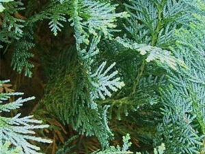 chamaecyparis_columnaris_3