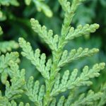 thuja_occidentalis_brabant_1