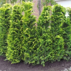 Chamaecyparis lawsoniana Stardust maat 100-125 cm (3 coniferen per meter)