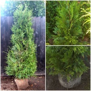 Thuja Plic Martin 200cm