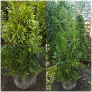 Thuja Martin 150