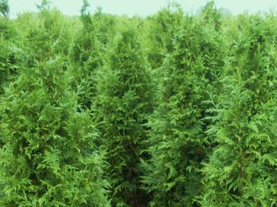 Thuja Plicata Excelsa