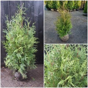 Thuja Brabant 100/125