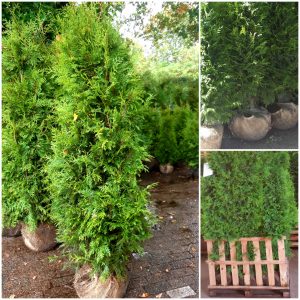 160/180 Thuja