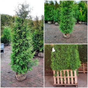 Thuja Brabant 225