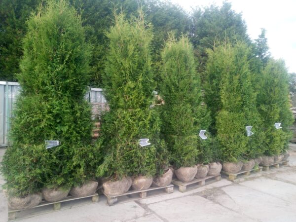 Thuja Brabant 225-250
