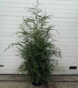 Tsuga Canadensis