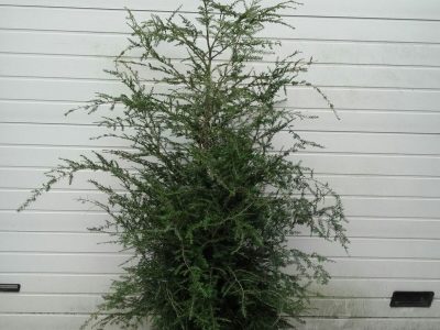 Tsuga Canadensis