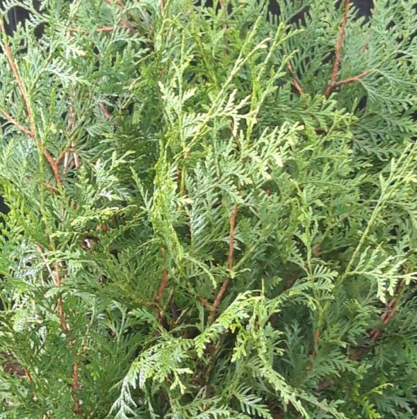 Thuja Brabant kleur