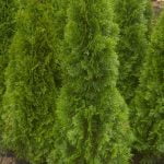 Thuja Smaragd 160-180