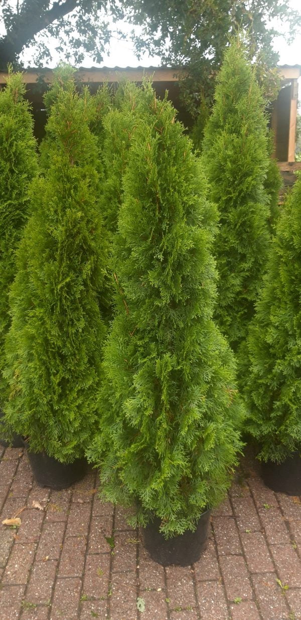 Thuja Smaragd 160-180