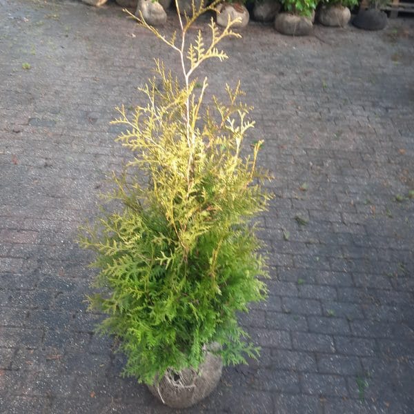 Thuja Brabant 80-00