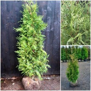 Thuja Brabant 120/140