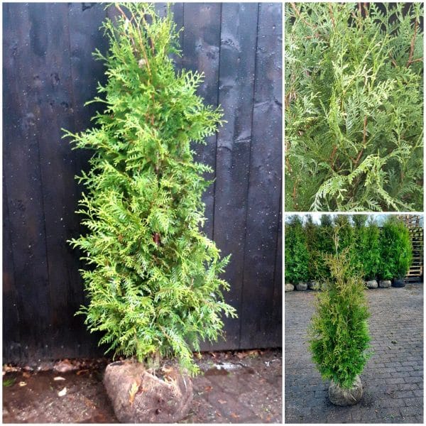 Thuja Brabant 120/140