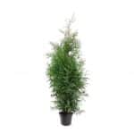 Thuja occidentalis Brabant 125-150 C7 5 Bremmer Boomkwekerijen B V