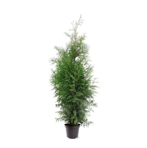 Thuja Brabant 150