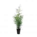 Thuja occidentalis Brabant 80-100 C4 Bremmer Boomkwekerijen B V