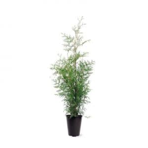 Thuja Brabant 80-100