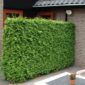 Thuja Brabant coniferen haag