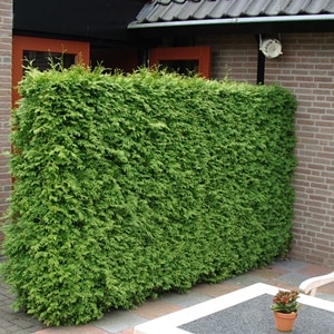 Thuja Brabant coniferen haag