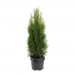 Thuja occidentalis Smaragd 50-60 C3 Bremmer Boomkwekerijen B V