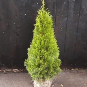 Smaragd maat 100-125 cm (3 coniferen per meter)