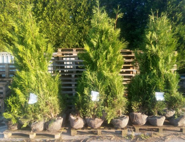 Conifeer Excelsa Deventer