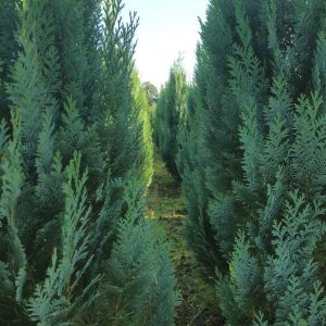 Columnaris maat 225 -250 cm (2,5 coniferen per meter)