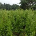 Thuja Brabant