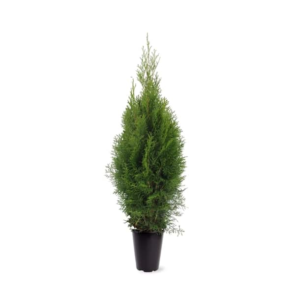 Strak Ventileren Lao Thuja Smaragd in pot maat 60-80 cm (3 coniferen per meter) | Coniferen -bestellen.nl
