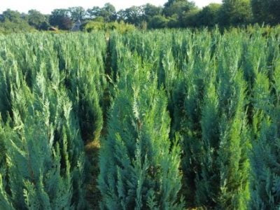 Veld met coniferen op de kwekerij