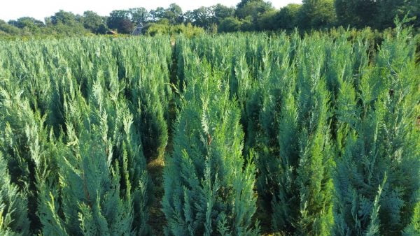 Veld met coniferen op de kwekerij