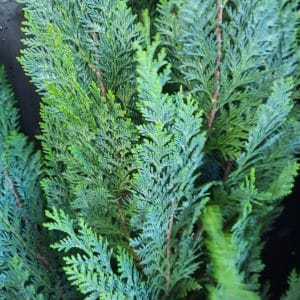 White Spot conifeer